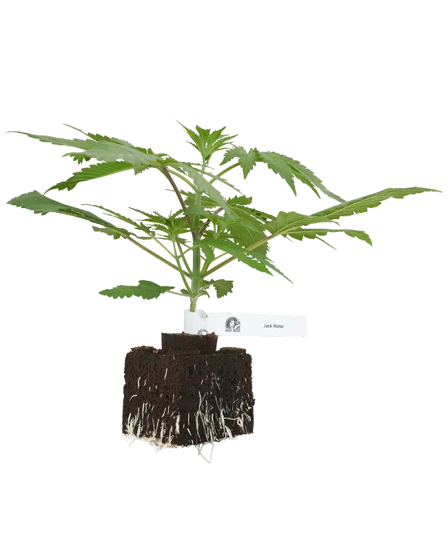Jack Herer® Feminisierte Cannabispflanzen, 1 Samenpflanze – Produktabbildung des Herstellers