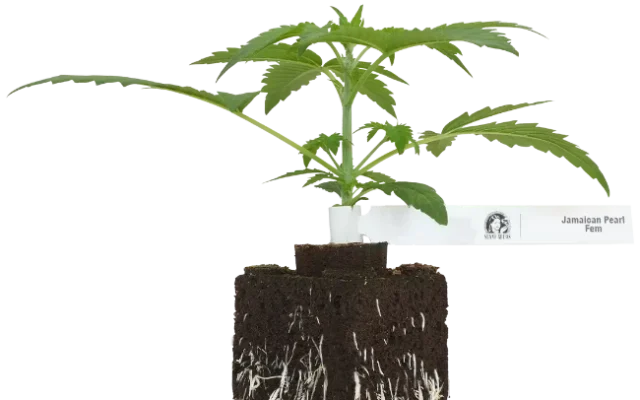 Jamaican Pearl Feminisierte Cannabispflanzen, 1 Samenpflanze – Produktabbildung des Herstellers