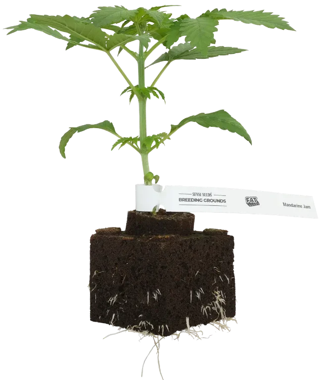 Mandarine Jam Feminisierte Cannabispflanzen, 1 Samenpflanze – Produktabbildung des Herstellers
