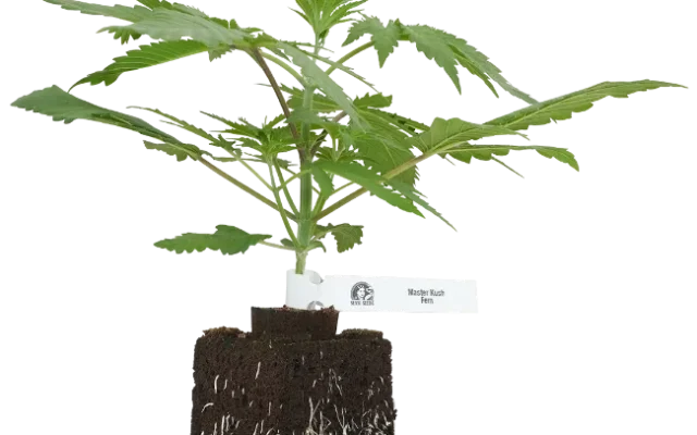 Master Kush Feminisierte Cannabispflanzen von White Label, 1 Samenpflanze – Produktabbildung des Herstellers