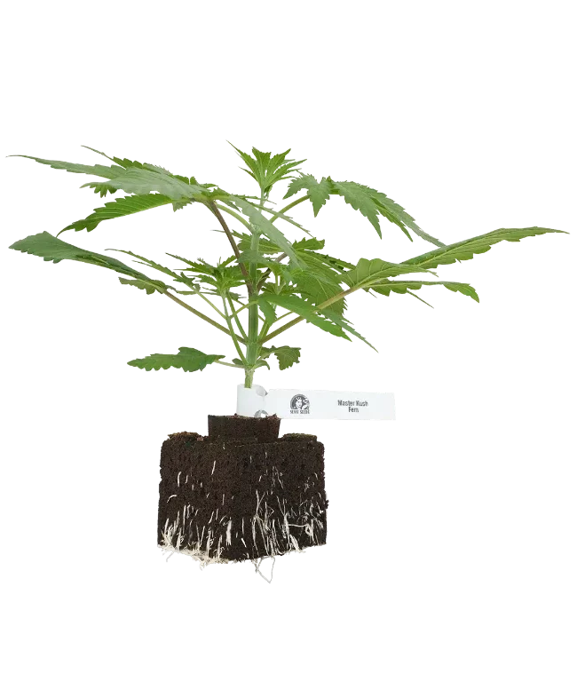 Master Kush Feminisierte Cannabispflanzen von White Label, 1 Samenpflanze – Produktabbildung des Herstellers