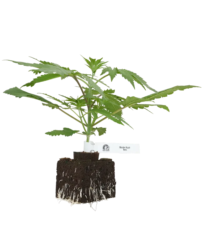 Master Kush Feminisierte Cannabispflanzen von White Label, 1 Samenpflanze – Produktabbildung des Herstellers