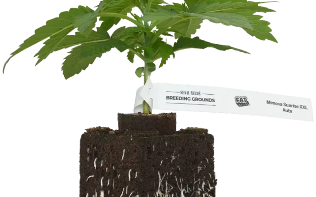 Mimosa Sunrise XXL Automatic Cannabispflanzen, 1 Samenpflanze – Produktabbildung des Herstellers