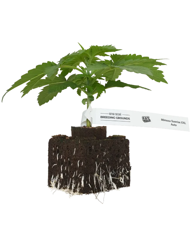 Mimosa Sunrise XXL Automatic Cannabispflanzen, 1 Samenpflanze – Produktabbildung des Herstellers