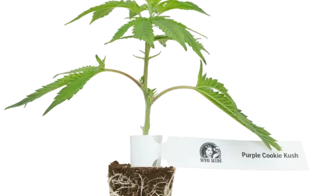 Purple Cookie Kush Feminisierte Cannabispflanzen, 1 Steckling – Produktabbildung des Herstellers