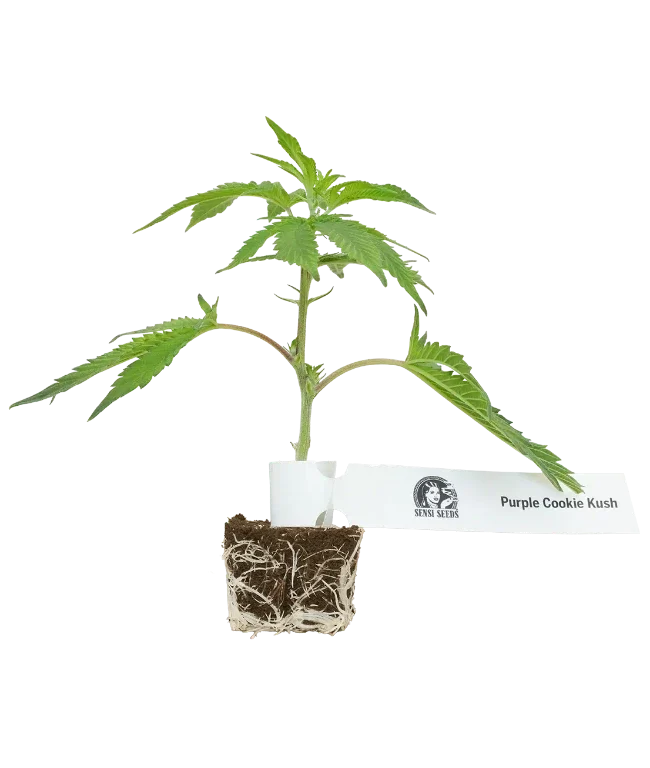 Purple Cookie Kush Feminisierte Cannabispflanzen, 1 Steckling – Produktabbildung des Herstellers