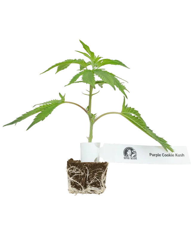 Purple Cookie Kush Feminisierte Cannabispflanzen, 1 Steckling – Produktabbildung des Herstellers