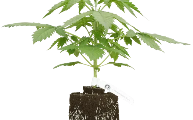 Purple Skunk Automatic Cannabispflanzen, 1 Samenpflanze – Produktabbildung des Herstellers