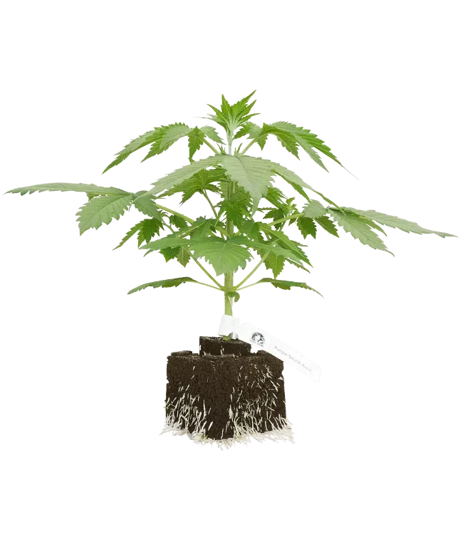 Purple Skunk Automatic Cannabispflanzen, 1 Samenpflanze – Produktabbildung des Herstellers