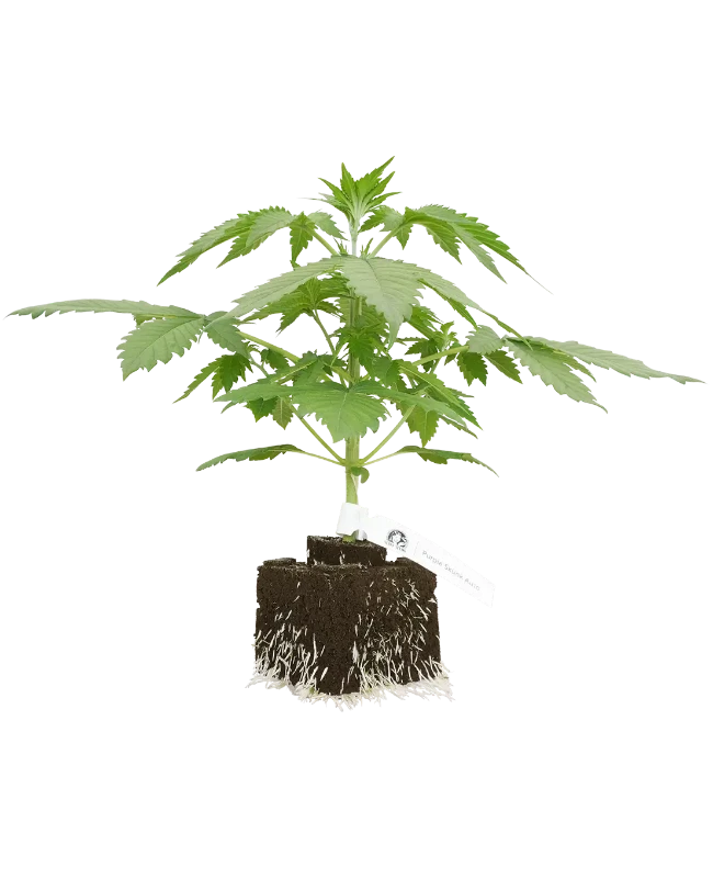 Purple Skunk Automatic Cannabispflanzen, 1 Samenpflanze – Produktabbildung des Herstellers