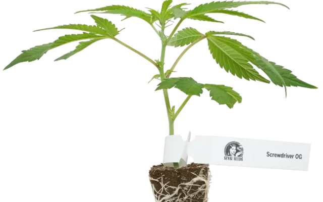 Screwdriver OG Feminisierte Cannabispflanzen, 1 Steckling – Produktabbildung des Herstellers