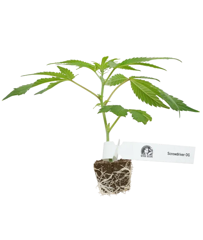 Screwdriver OG Feminisierte Cannabispflanzen, 1 Steckling – Produktabbildung des Herstellers