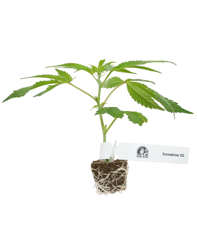Screwdriver OG Feminisierte Cannabispflanzen, 1 Steckling – Produktabbildung des Herstellers