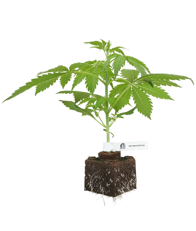 Sensi Amnesia XXL Automatic Cannabispflanzen, 1 Samenpflanze – Produktabbildung des Herstellers