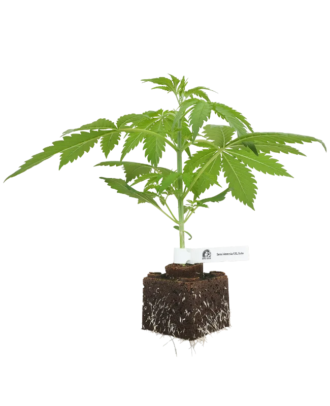 Sensi Amnesia XXL Automatic Cannabispflanzen, 1 Samenpflanze – Produktabbildung des Herstellers