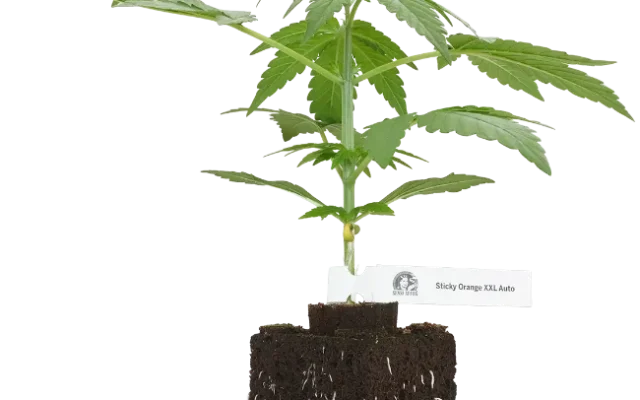 Sticky Orange XXL Automatic Cannabispflanzen, 1 Samenpflanze – Produktabbildung des Herstellers