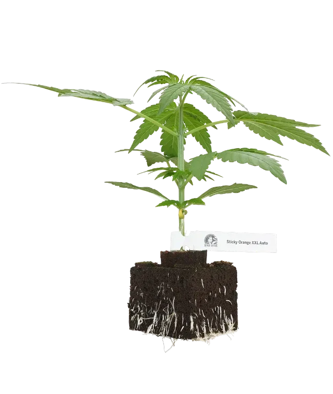 Sticky Orange XXL Automatic Cannabispflanzen, 1 Samenpflanze – Produktabbildung des Herstellers