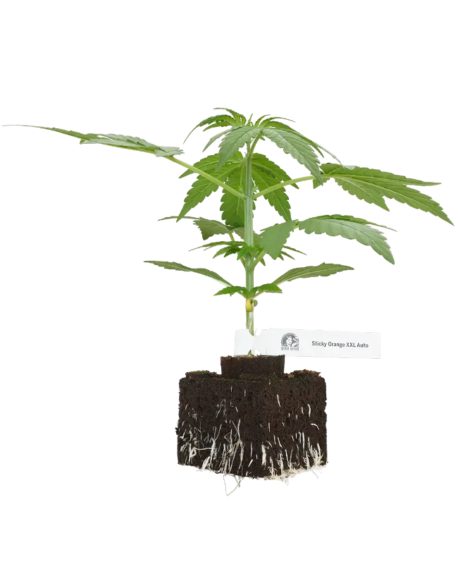 Sticky Orange XXL Automatic Cannabispflanzen, 1 Samenpflanze – Produktabbildung des Herstellers