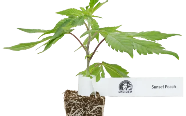 Sunset Peach Feminisierte Cannabispflanzen, 1 Steckling – Produktabbildung des Herstellers