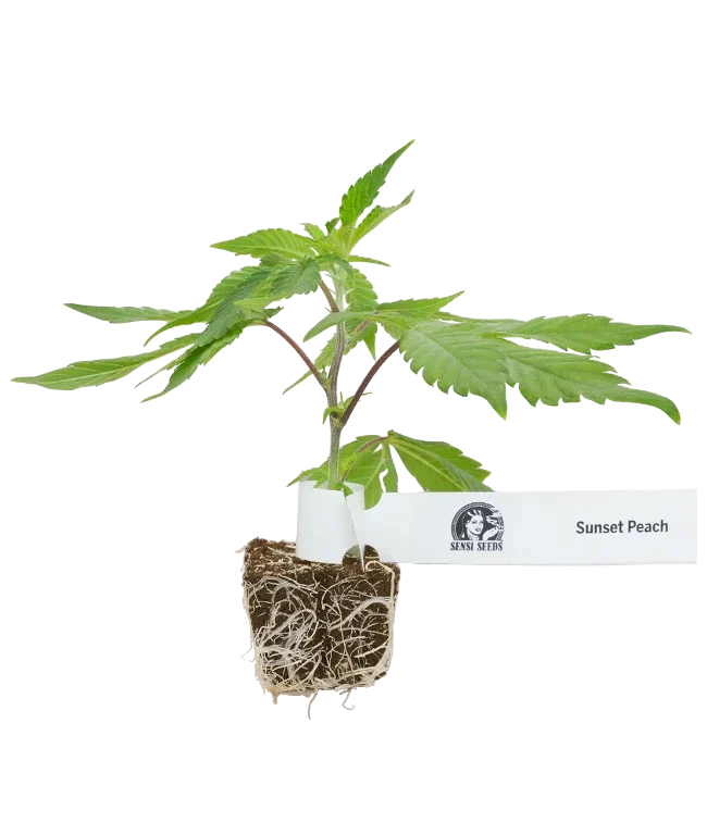 Sunset Peach Feminisierte Cannabispflanzen, 1 Steckling – Produktabbildung des Herstellers