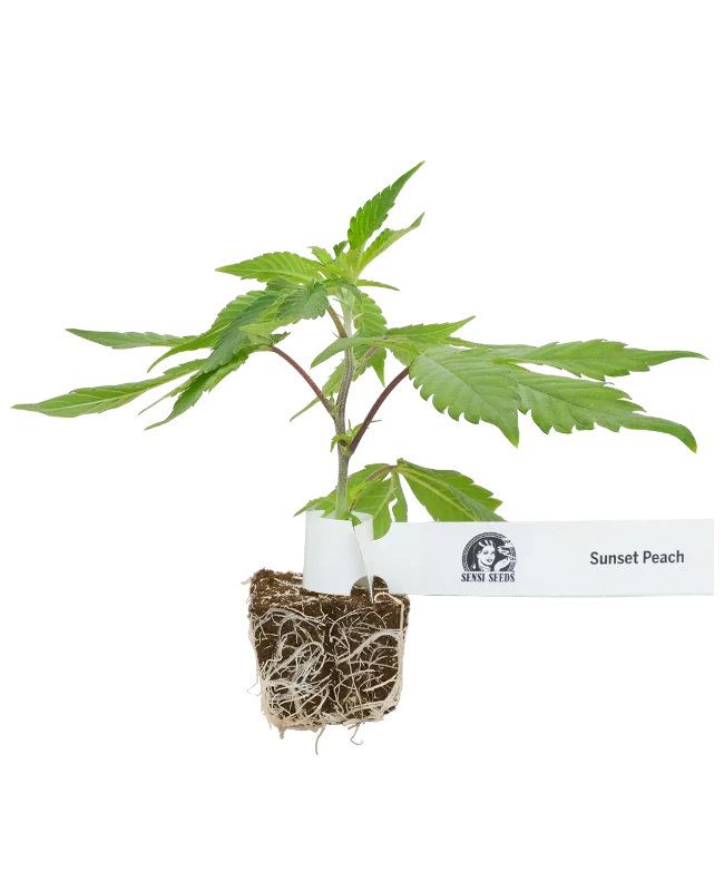 Sunset Peach Feminisierte Cannabispflanzen, 1 Steckling – Produktabbildung des Herstellers