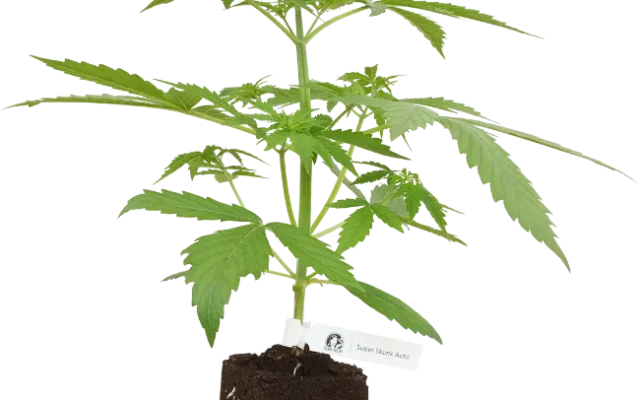 Super Skunk Automatic Cannabispflanzen von White Label, 1 Samenpflanze – Produktabbildung des Herstellers