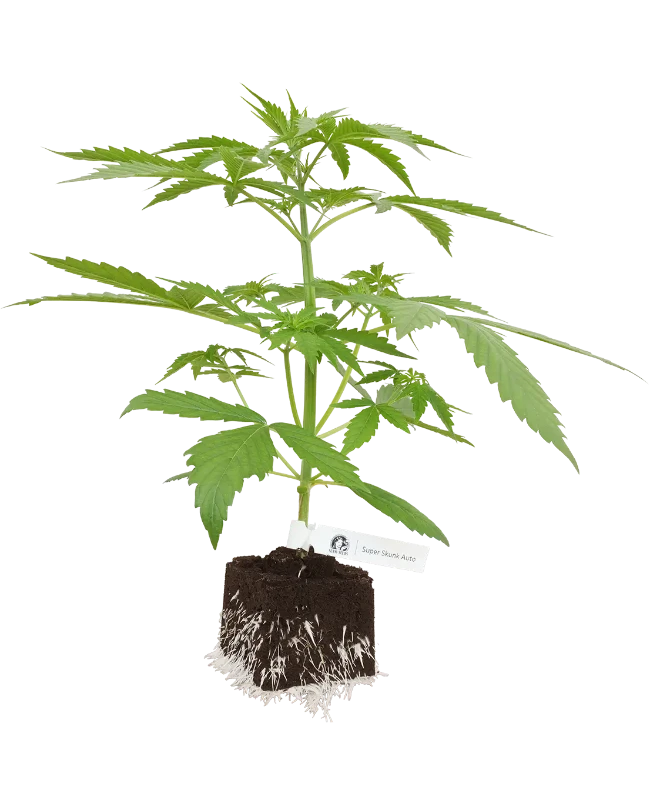 Super Skunk Automatic Cannabispflanzen von White Label, 1 Samenpflanze – Produktabbildung des Herstellers