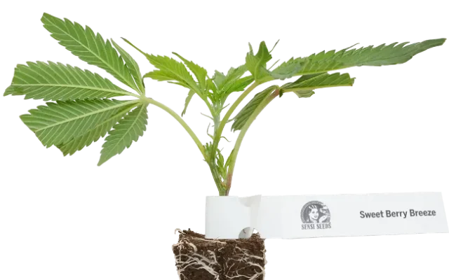 Sweet Berry Breeze Feminisierte Cannabispflanzen von White Label, 1 Steckling – Produktabbildung des Herstellers