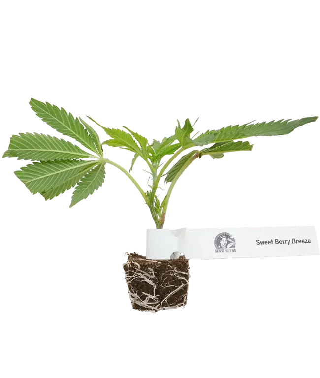Sweet Berry Breeze Feminisierte Cannabispflanzen von White Label, 1 Steckling – Produktabbildung des Herstellers