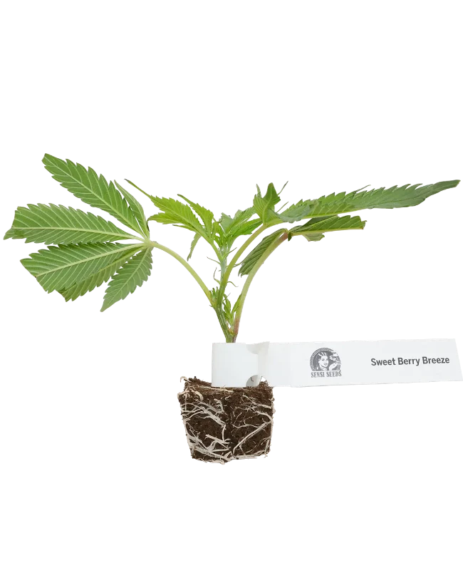 Sweet Berry Breeze Feminisierte Cannabispflanzen von White Label, 1 Steckling – Produktabbildung des Herstellers