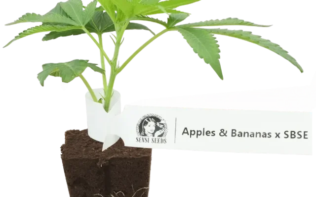Apples and Bananas x SBSE Feminisierte Cannabis-Pflanzen, 1 Steckling – Produktabbildung des Herstellers