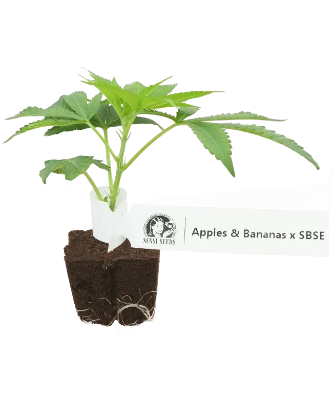 Apples and Bananas x SBSE Feminisierte Cannabis-Pflanzen, 1 Steckling – Produktabbildung des Herstellers