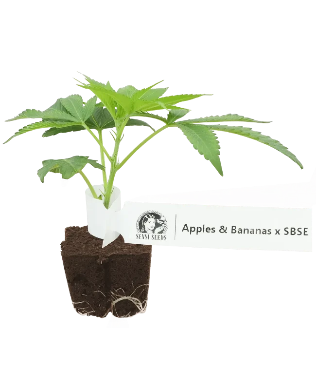 Apples and Bananas x SBSE Feminisierte Cannabis-Pflanzen, 1 Steckling – Produktabbildung des Herstellers