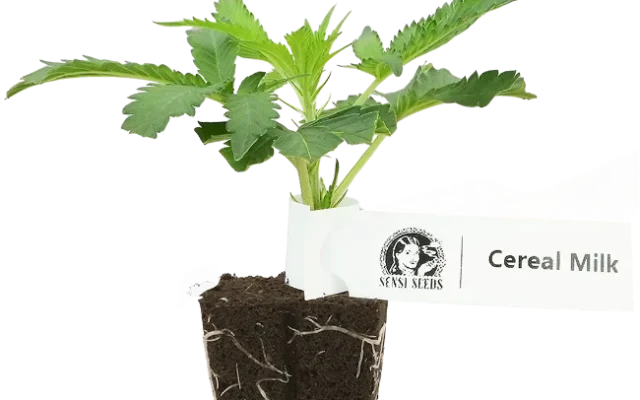 Cereal Milk Feminisierte Cannabis-Pflanzen, 1 Steckling – Produktabbildung des Herstellers