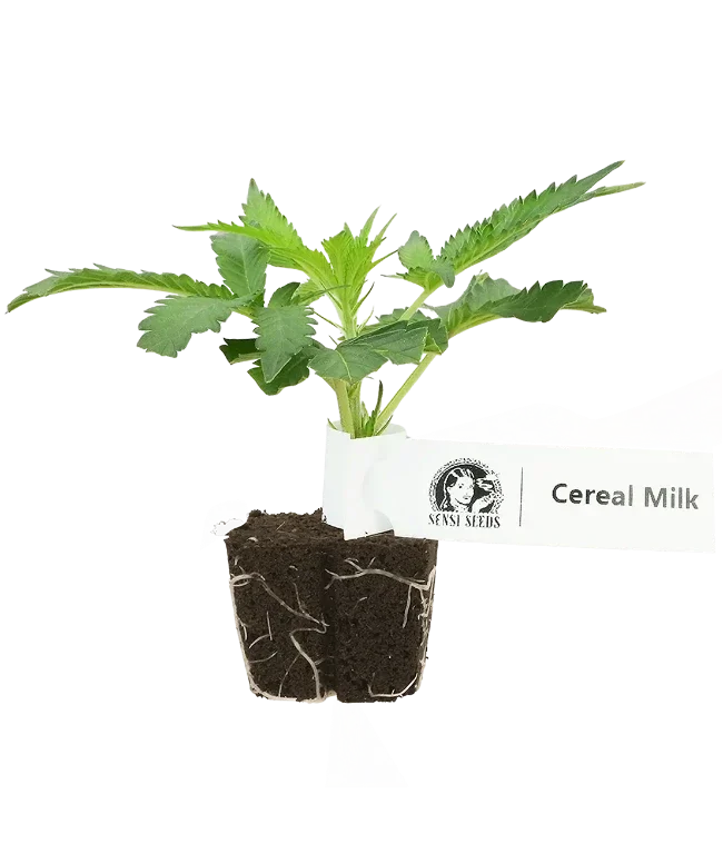 Cereal Milk Feminisierte Cannabis-Pflanzen, 1 Steckling – Produktabbildung des Herstellers
