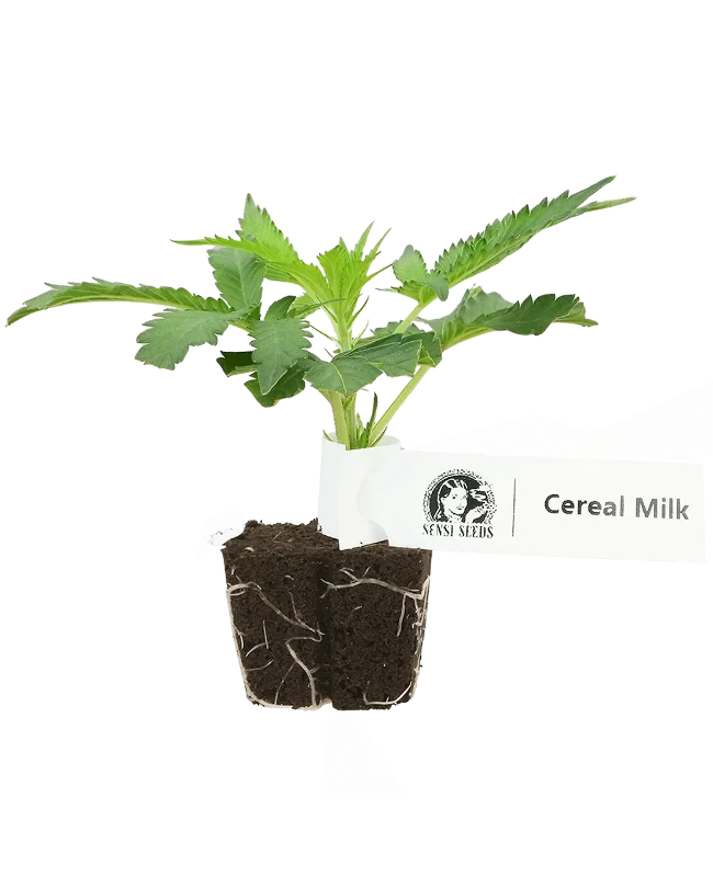 Cereal Milk Feminisierte Cannabis-Pflanzen, 1 Steckling – Produktabbildung des Herstellers