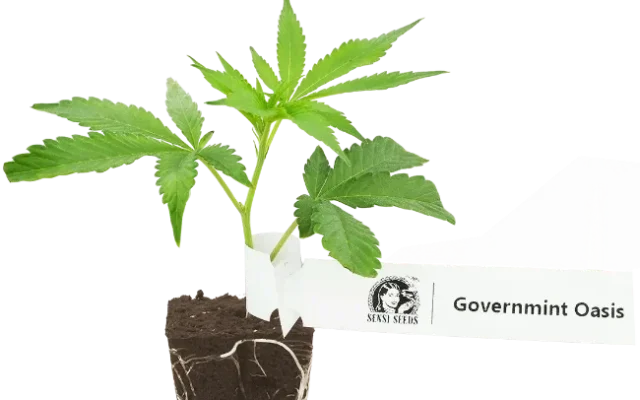 GovernMint Oasis Feminisierte Cannabis-Pflanzen, 1 Steckling – Produktabbildung des Herstellers