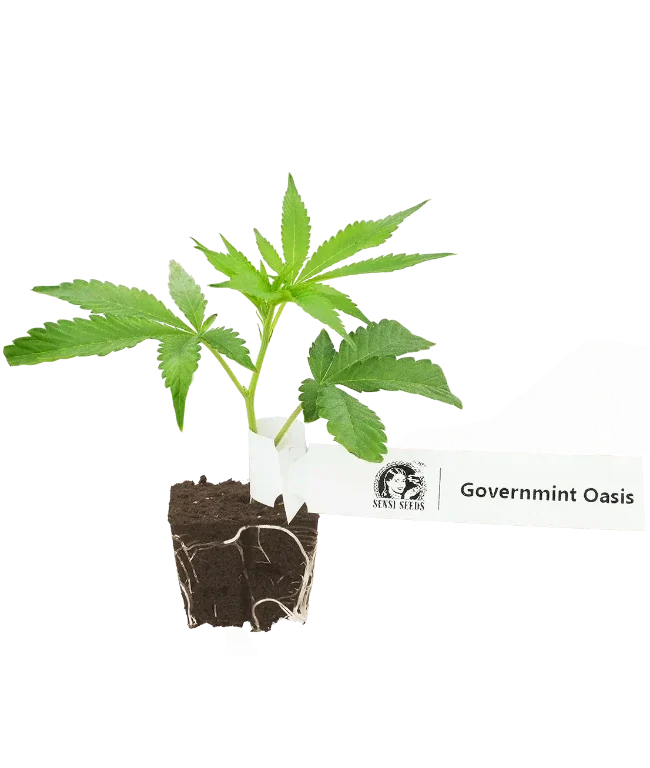 GovernMint Oasis Feminisierte Cannabis-Pflanzen, 1 Steckling – Produktabbildung des Herstellers