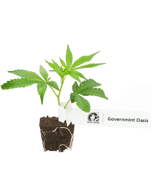 GovernMint Oasis Feminisierte Cannabis-Pflanzen, 1 Steckling – Produktabbildung des Herstellers