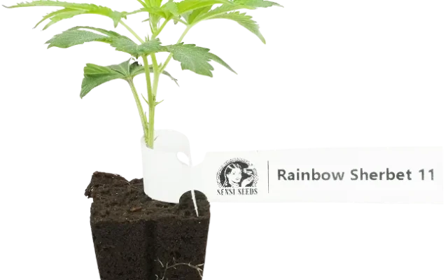 RS-11 Feminisierte Cannabis-Pflanzen, 1 Steckling – Produktabbildung des Herstellers