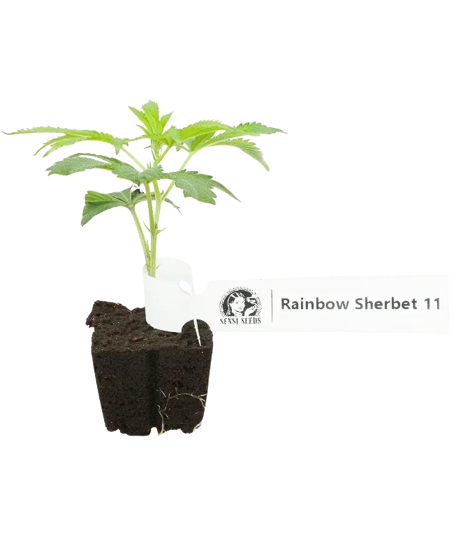 RS-11 Feminisierte Cannabis-Pflanzen, 1 Steckling – Produktabbildung des Herstellers