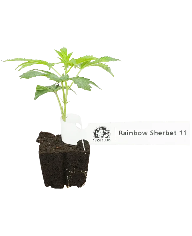 RS-11 Feminisierte Cannabis-Pflanzen, 1 Steckling – Produktabbildung des Herstellers
