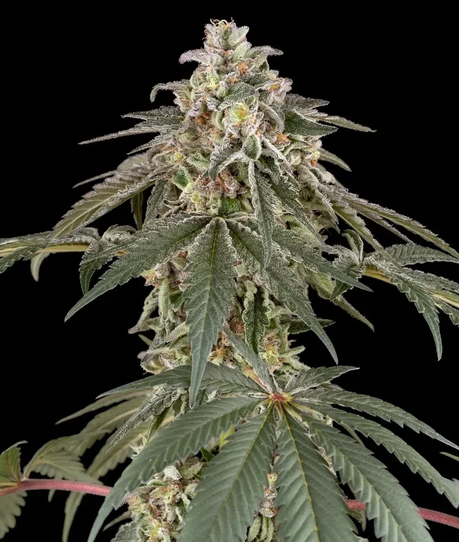 Strawberry Kush Feminized (Weed Seed Shop) – Herstellerbild