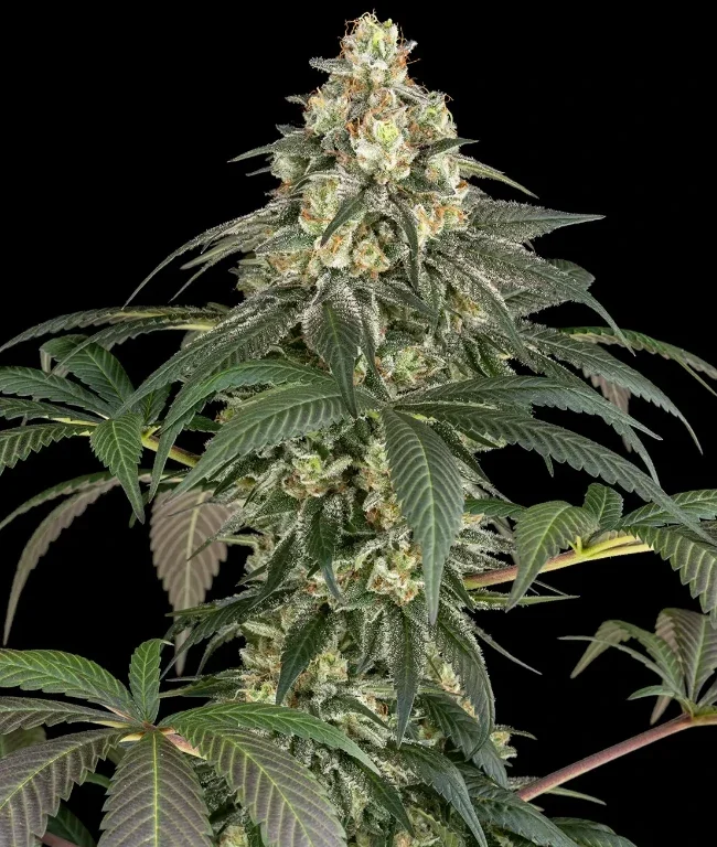 Gelato #51 Feminized (Weed Seed Shop) – Herstellerbild