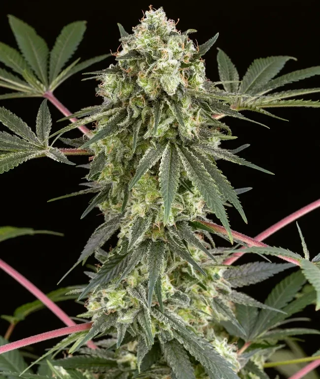 Girl Scout Cookies Feminized (Weed Seed Shop) – Herstellerbild