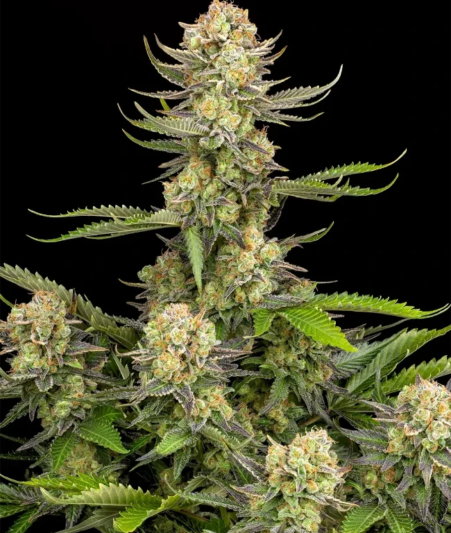 Grapefruit Punch Automatic (Weed Seed Shop) – Herstellerbild