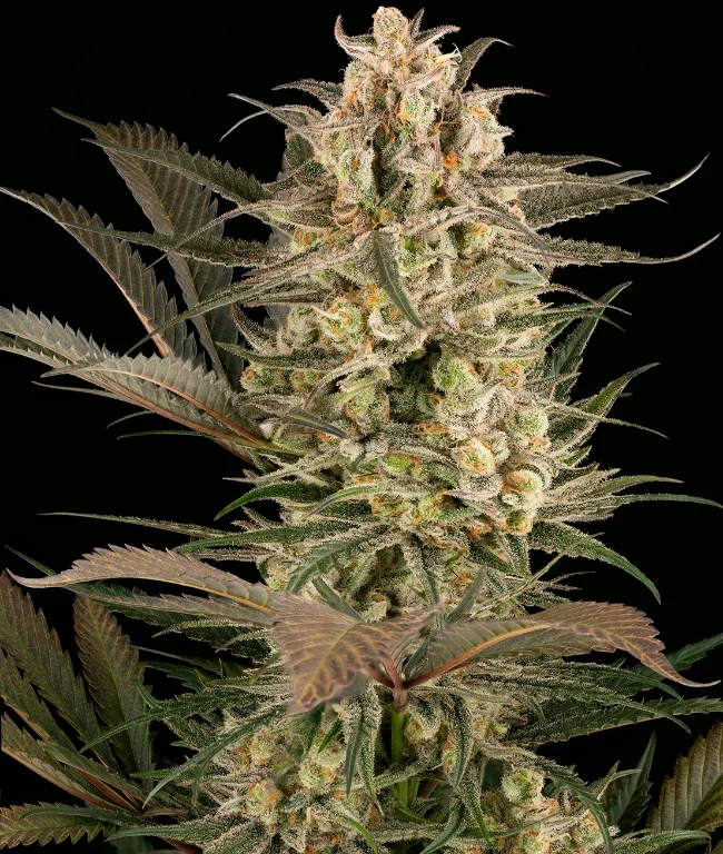 Sour Mochi Feminized (Weed Seed Shop) – Herstellerbild