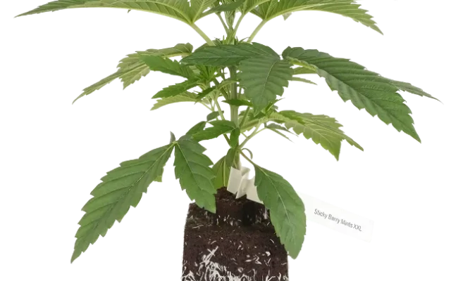 Sticky Berry Mints XXL Feminisierte Cannabispflanzen, 1 Samenpflanze – Produktabbildung des Herstellers