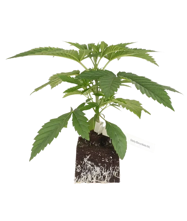 Sticky Berry Mints XXL Feminisierte Cannabispflanzen, 1 Samenpflanze – Produktabbildung des Herstellers