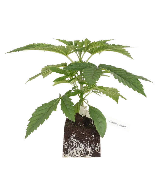 Sticky Berry Mints XXL Feminisierte Cannabispflanzen, 1 Samenpflanze – Produktabbildung des Herstellers